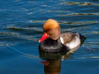 Kolbenente Männchen